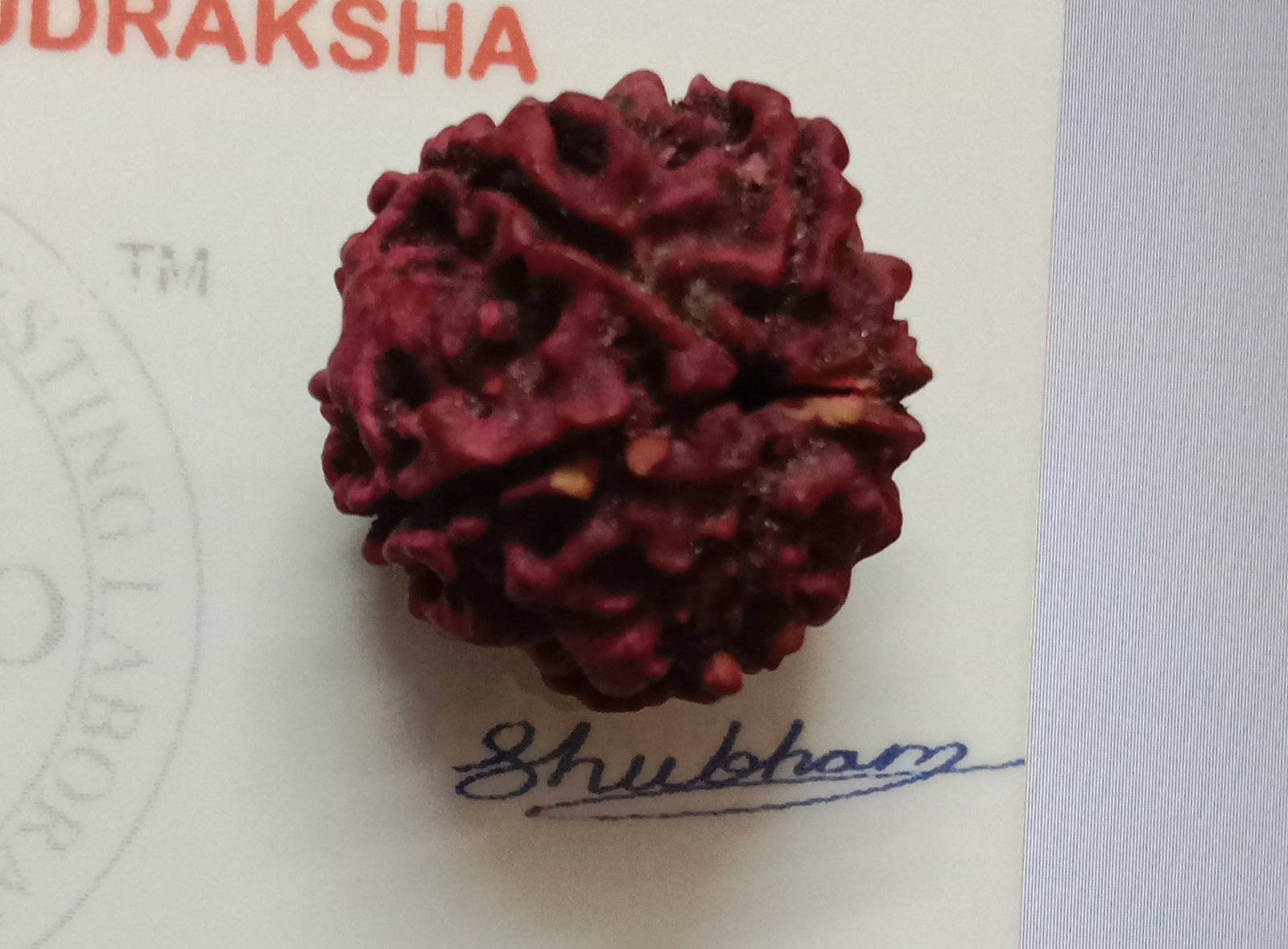 Nepal Origin 5 Mukhi Natural Rudraksh